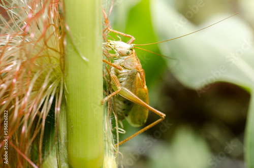 locust eating corn plant