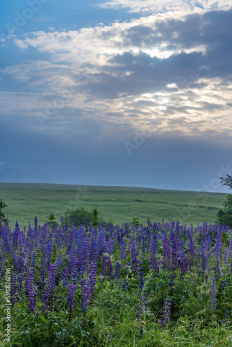 summer meadow with purple flowers in the Czech Republic