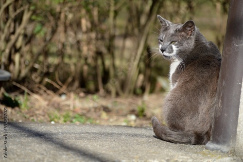 a big gray cat in the yard