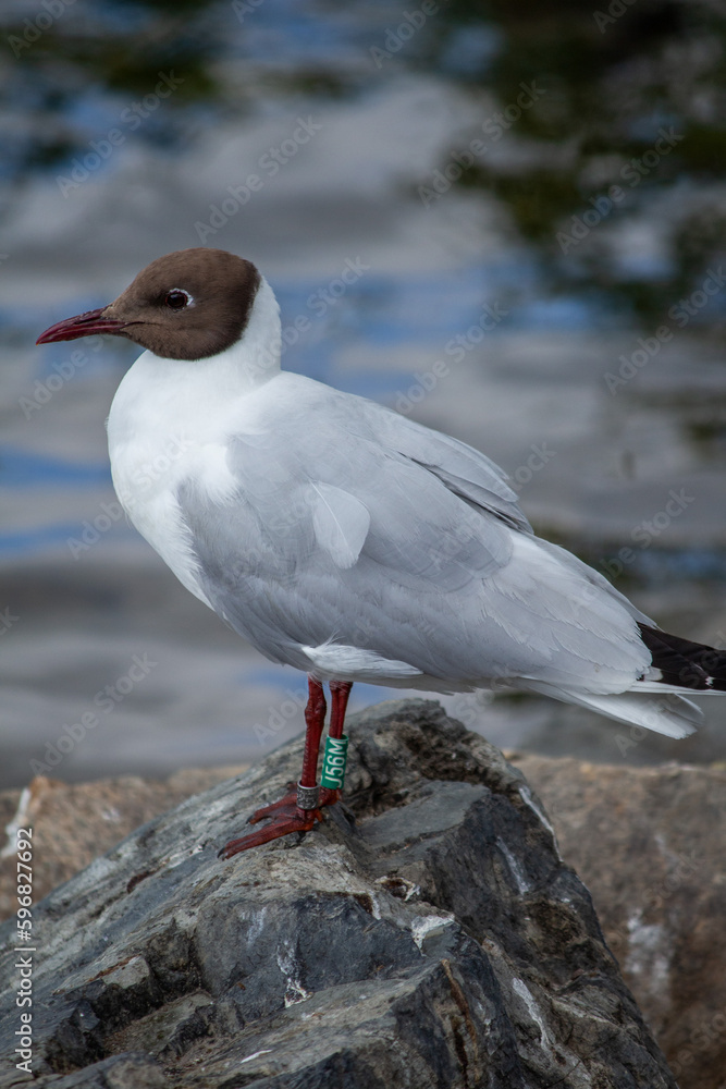 Close-up of a banded black headed gull (Chroicocephalus Ridibundus) in summer plumage, standing on rocks by a lake Close-up of a banded black headed gull (Chroicocephalus Ridibundus) in summer plumage, standing on rocks by a lake