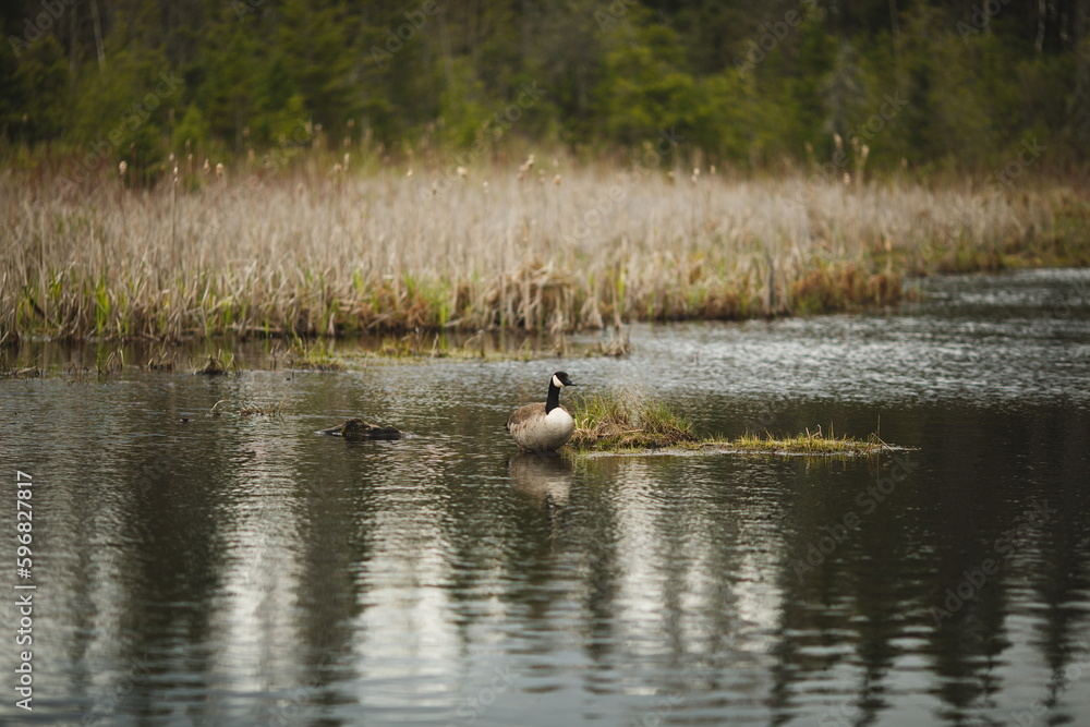 A Canadian Goose at Frink Conservation Area in Ontario, Canada. Nature and wildlife in North America. A Canadian Goose at Frink Conservation Area in Ontario, Canada. Nature and wildlife in North America.