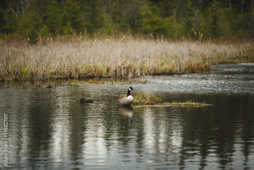 A Canadian Goose at Frink Conservation Area in Ontario, Canada. Nature and wildlife in North America.