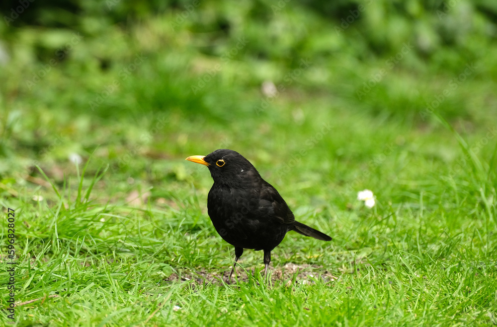 Solitary male Blackbird on a lawn Solitary male Blackbird on a lawn