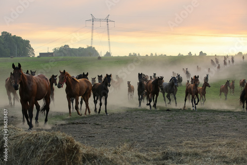 A herd of horses in a field runs in the dust at sunset 