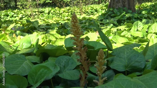 The ivy broomrape (Orobanche hederae) growth weed, ivy. photo