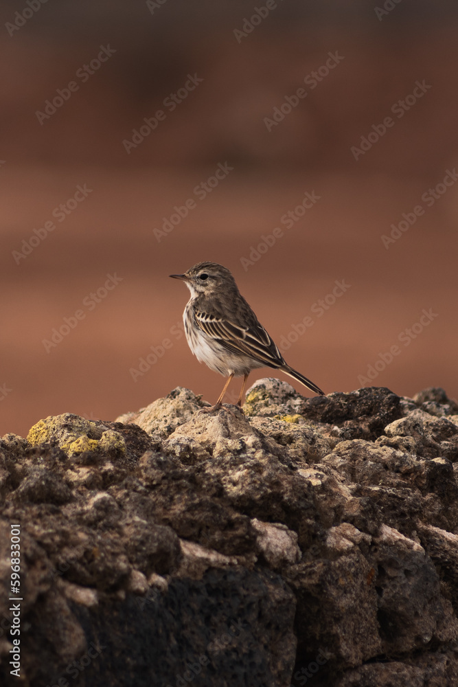 Pequeño pájaro en mitad de la nada Pequeño pájaro en mitad de la nada