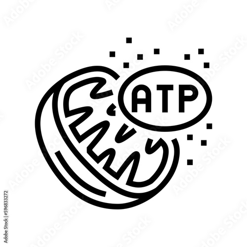cellular respiration biochemistry line icon vector illustration