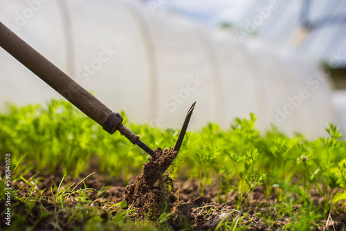 Weeding beds with agricultura plants growing in the garden. Weed and pest control in the garden. Cultivated land close-up