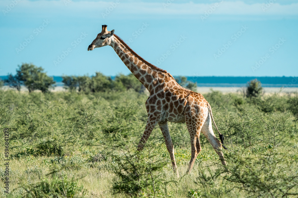 Obraz premium Majestic Wild Giraffe Roaming Free in the African Savannah