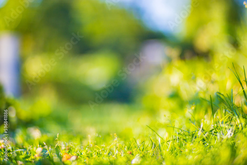 Background panorama of natural landscape of green grass blades close up. Beautiful natural countryside landscape with strong blurry background