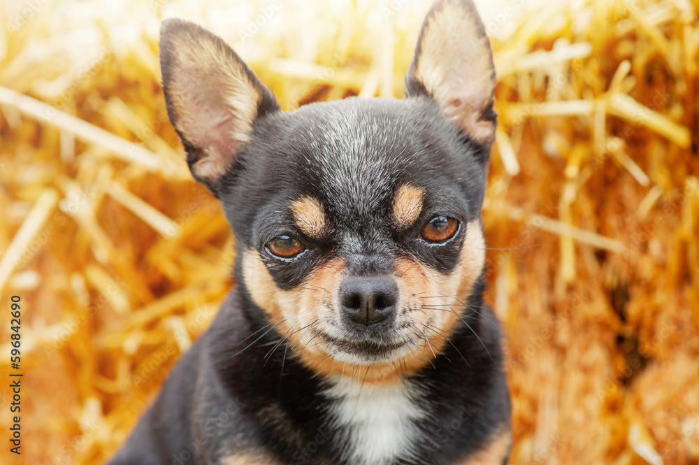 Chihuahua tricolor dog on a straw background. Portrait of a small dog.