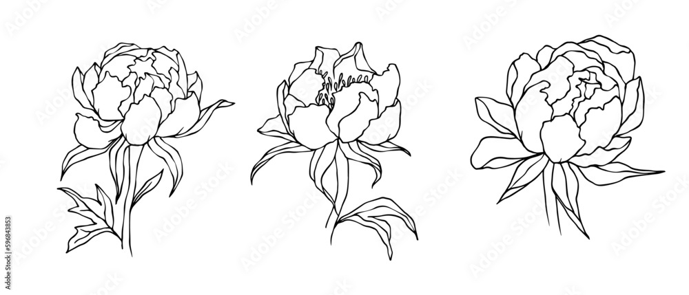Set of linear sketches of peony flowers. Vector graphics.