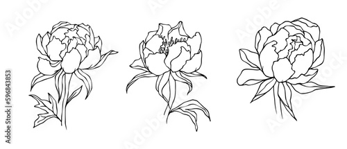 Set of linear sketches of peony flowers. Vector graphics.