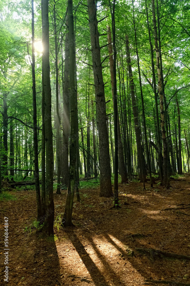 landscape with sun rays falling through green trees in forest, abstract natural background. aesthetic mood, harmony, idyllic forest scenery. Magical, Fairytale woodland. wildlife, travel concept. landscape with sun rays falling through green trees in forest, abstract natural background. aesthetic mood, harmony, idyllic forest scenery. Magical, Fairytale woodland. wildlife, travel concept.