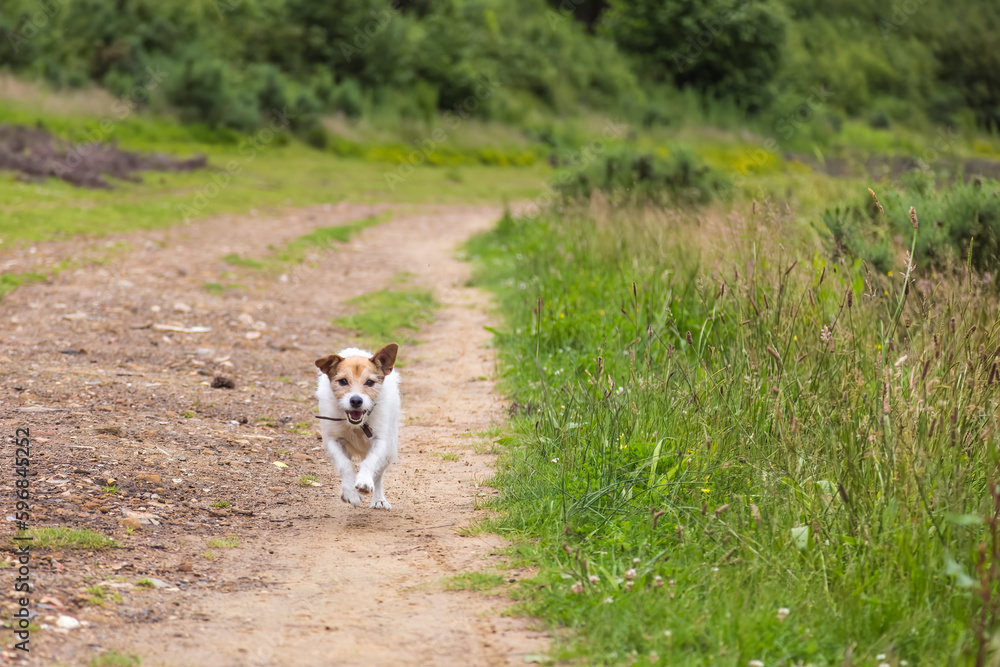 A very excited and happy Jack Russell terrier (dog) running on a trail at the Devils Punch Bowl A very excited and happy Jack Russell terrier (dog) running on a trail at the Devils Punch Bowl
