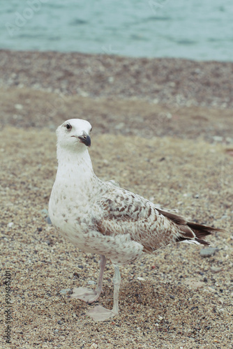 Gaviota portrait 
fotografía vertical 50mm