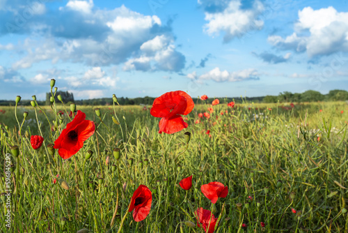 Poppies growing wild in English countryside with blue sky and puffy clouds