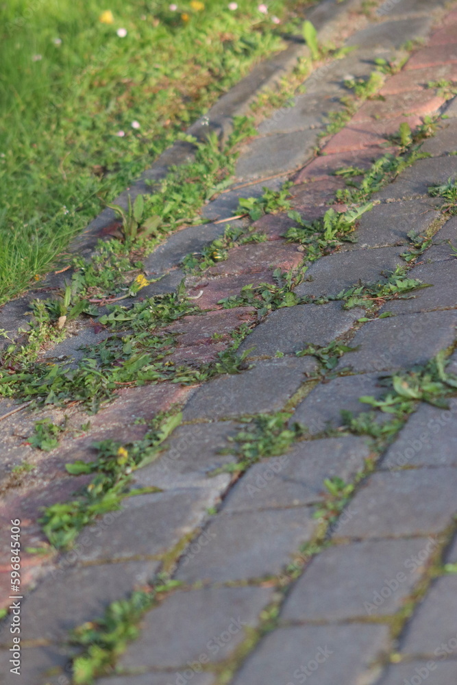 Dirty cobblestones, overgrown with weeds Dirty cobblestones, overgrown with weeds
