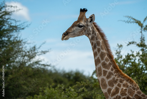 portrait of a giraffe in the wild eating grass