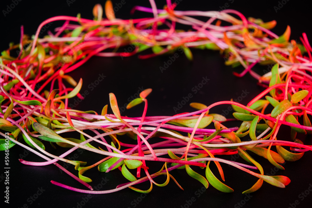 Red beet microgreen shoots close up on black background with water drops. Beet or mangold sprouts creative shots. Food decor. Superfood, healthy eating concept