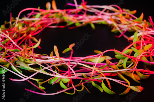 Red beet microgreen shoots close up on black background with water drops. Beet or mangold sprouts creative shots. Food decor. Superfood, healthy eating concept