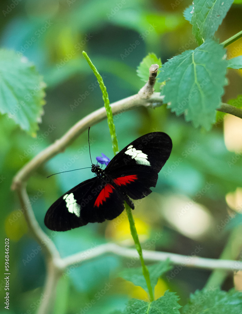 Fototapeta premium butterfly on a flower