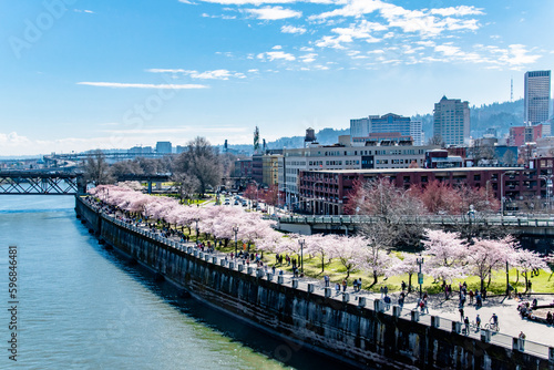 People Enjoying Blooming Cherry Blossoms Along the Portland, OR Riverfront in Spring