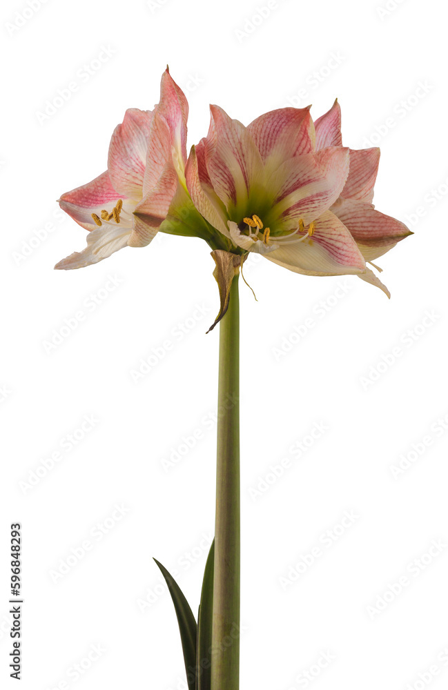 Bloom hippeastrum (amaryllis) Bloom hippeastrum (amaryllis)