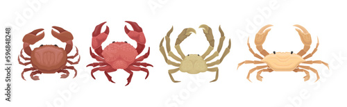 Different Crabs as Decapod Crustaceans with Claws Vector Set