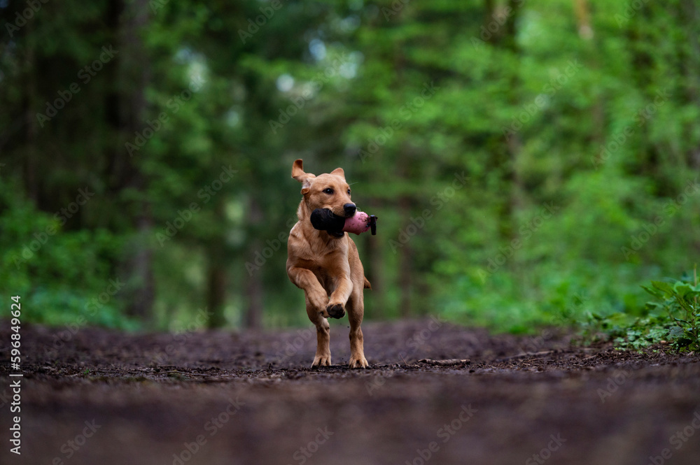 Young golden labrador retriever puppy running towards the camera with a dummy toy in her mouth Young golden labrador retriever puppy running towards the camera with a dummy toy in her mouth