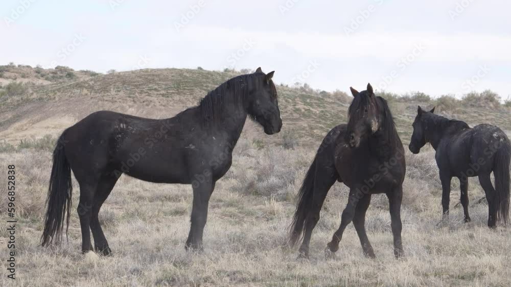 Horses from the South group of the Onaqui wild horse herd in the West desert of Utah. Horses from the South group of the Onaqui wild horse herd in the West desert of Utah.