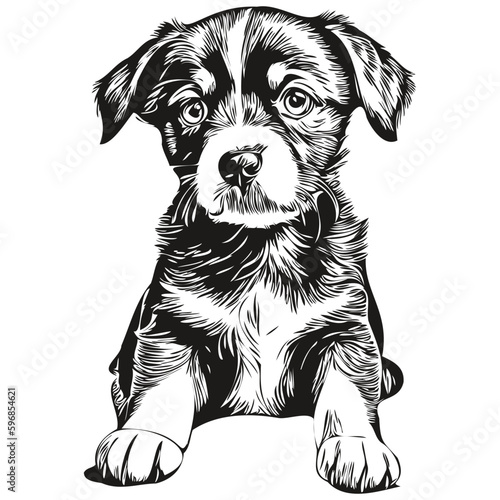 puppy sketchy, graphic portrait of a puppy on a white background, puppies