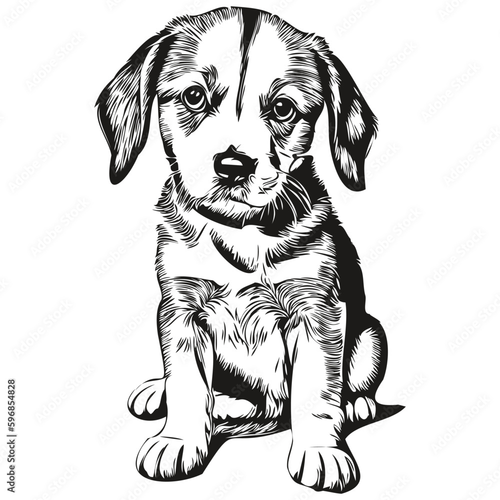 Portrait of a cute puppy on a white background puppies