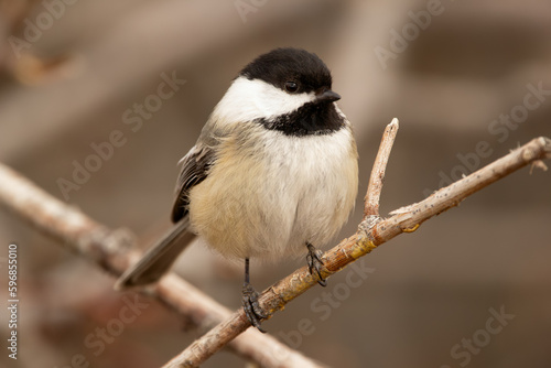 Fluffy chickadee perched on a bald branch in early spring.