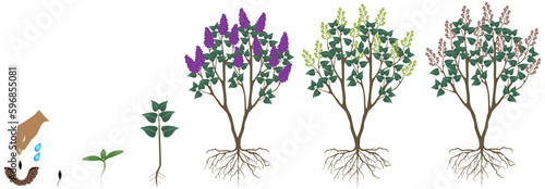 Cycle of growth of a lilac bush on a white background.