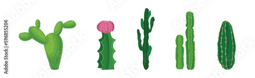 Cactus as Spiny Plant Living in Dry Environments Vector Set