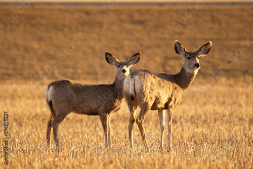 Mule deers are standing in the field with stubles in early spring.