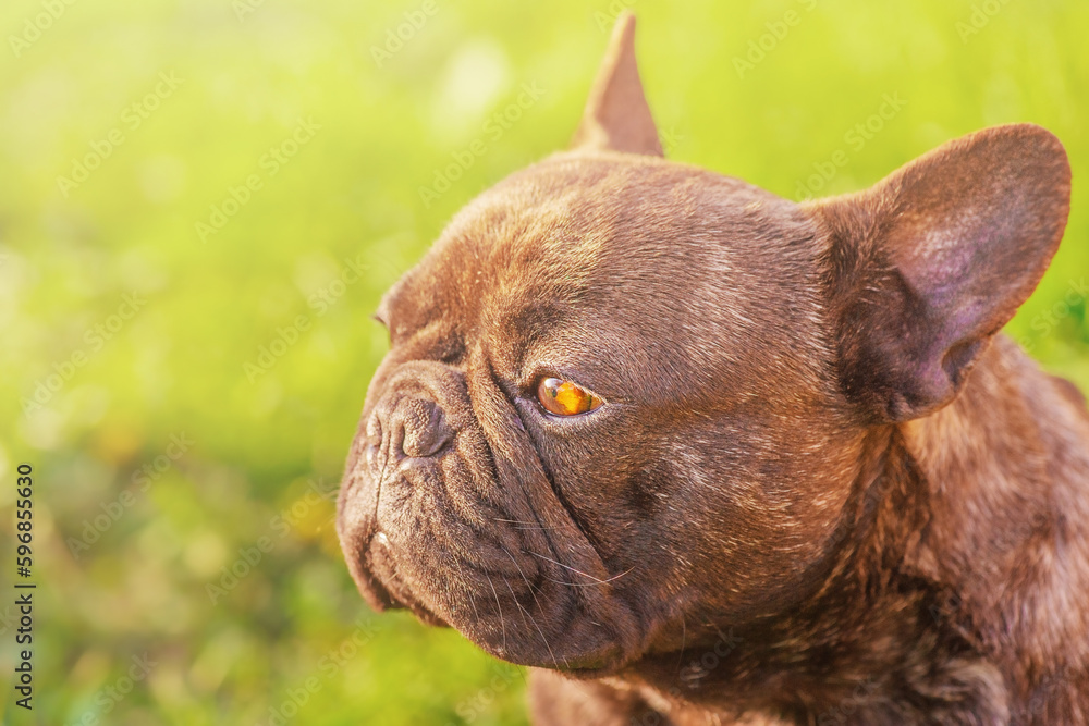 Profile of a dog on a background of grass. French bulldog of tiger color. Animal, pet.