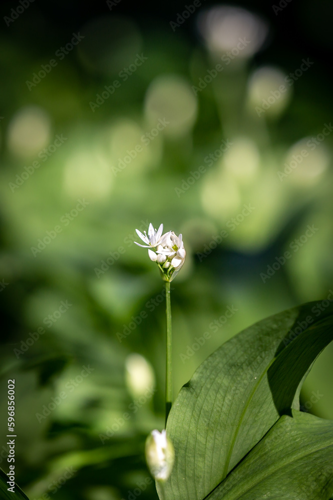 A budding wild garlic flower on a sunny day, with a shallow depth of field A budding wild garlic flower on a sunny day, with a shallow depth of field