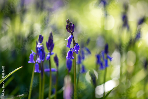 Pretty bluebells in the spring sunshine, with a shallow depth of field