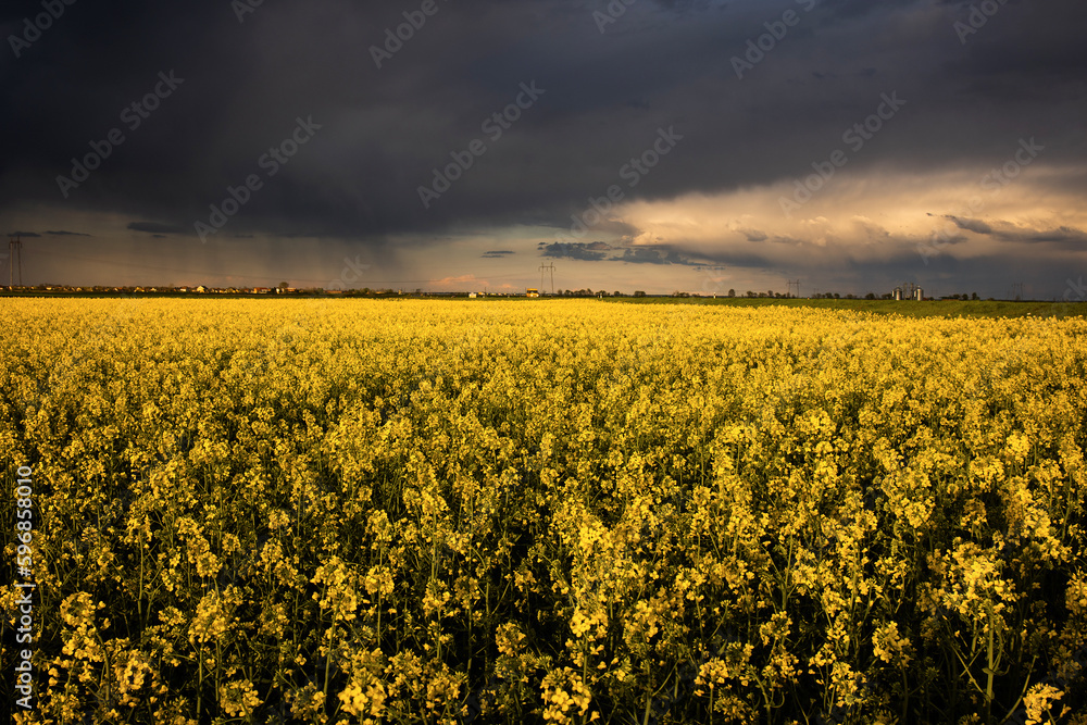 yellow rapeseed canola field and dramatic blue, white storm cloud