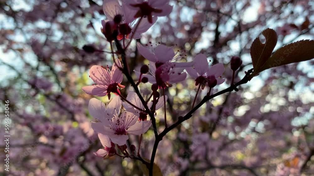 A branch of a tree with delicate pink blossoms in the backlight of the soft setting sun. A branch of a tree with delicate pink blossoms in the backlight of the soft setting sun.