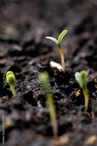 Young seedling growing from soil, new life concept. 