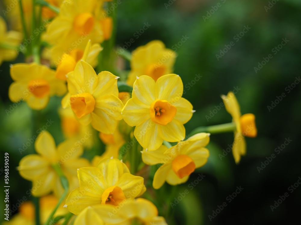 Tazetta Daffodil Tazetta Daffodil