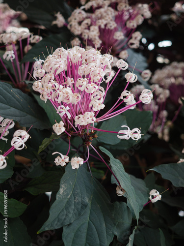 Bronze-Leaved Clerodendrum photo