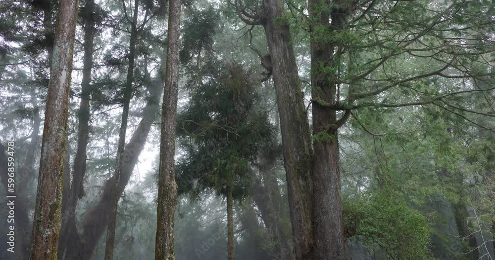 Mystical woodland enveloped in fog in Alishan national forest recreation area Mystical woodland enveloped in fog in Alishan national forest recreation area