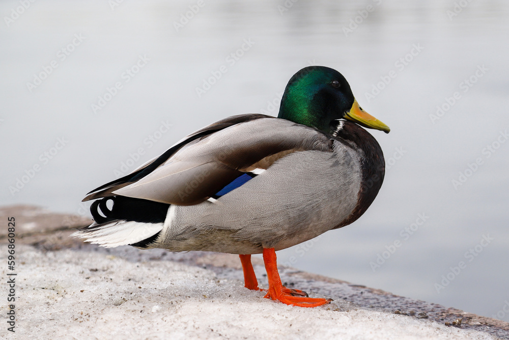 Closeup of the male mallard duck standing on the on the stone snowy parapet near the water Closeup of the male mallard duck standing on the on the stone snowy parapet near the water