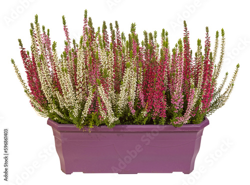 Foto Jardinière de bruyères aux couleurs variées