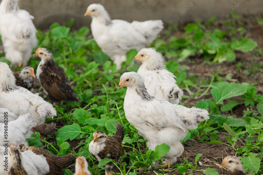 Group many white brama Colombian chickens against the background of green leaves, close-up Group many white brama Colombian chickens against the background of green leaves, close-up