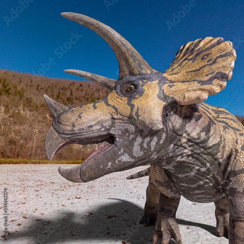 side close up on the triceratops in winter times